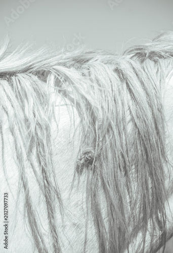 Wild horses with wild hair