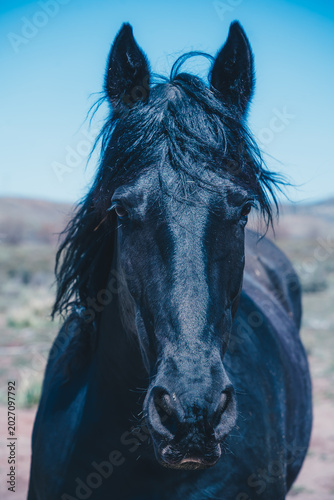 Wild horses with wild hair