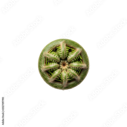 Close up view of green ball of fruit on black background with.