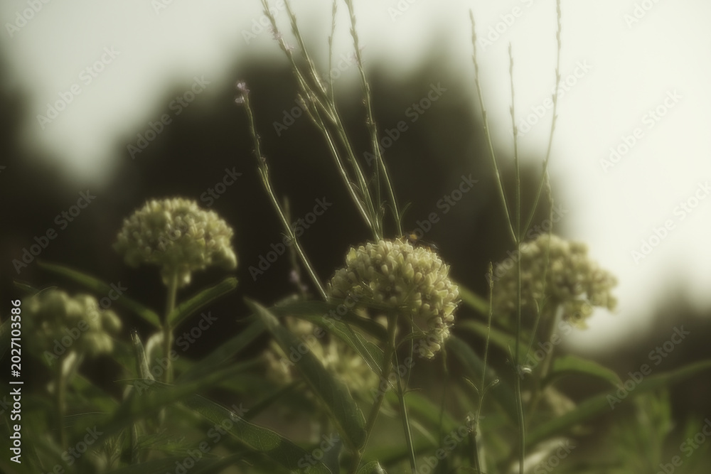 Obraz premium Antelope horn milkweed plant in dreamy soft blur, Texas spring season native plant.