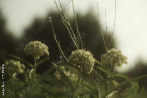 Antelope horn milkweed plant in dreamy soft blur, Texas spring season native plant.