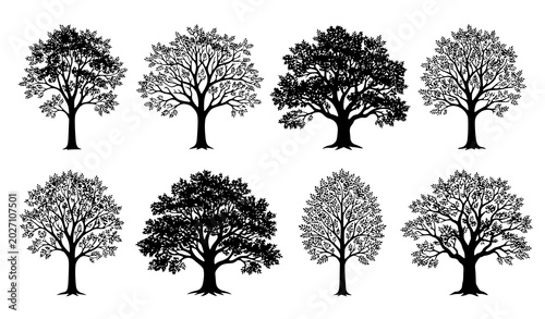 Photos Beautiful ash tree silhouette vector set isolated on white background for natura