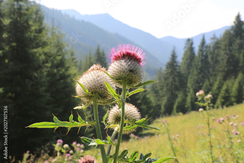 Thistle plant blooming in a mountain landscape under the sunlight