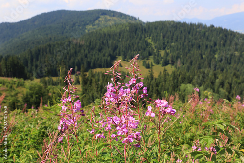 Beautiful blooming flowers against a stunning mountain backdrop