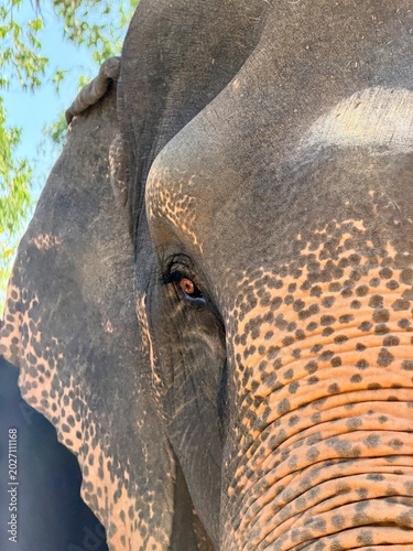elephant glance