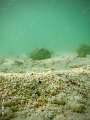 coral reef and sea