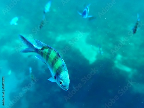 fish in the ocean
