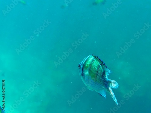 school of fish