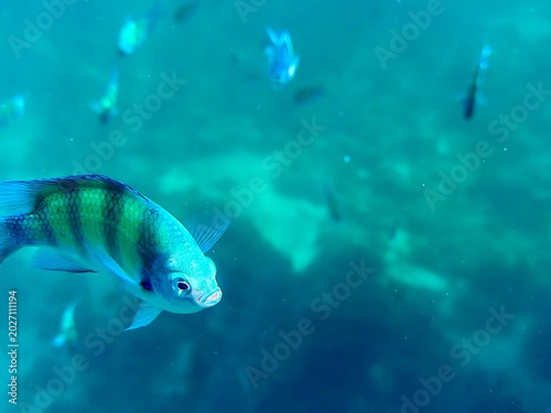 fish in the ocean