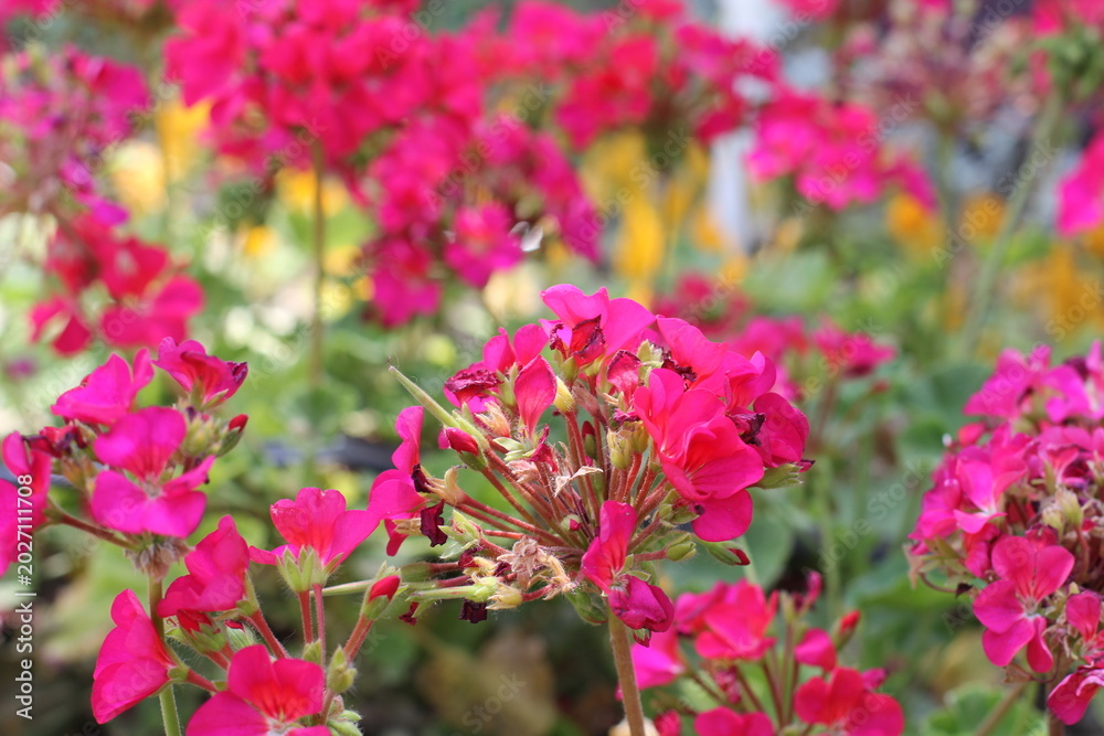 Fototapeta premium blooming geraniums in the park in spring