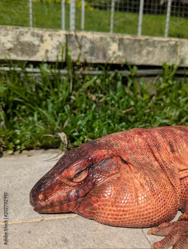 lizard on the ground