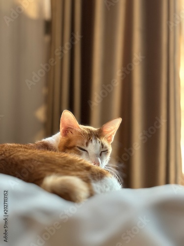cat on the bed