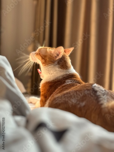 cat lying on the bed