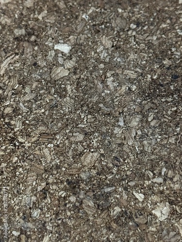 bark of a tree