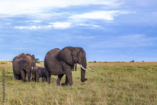 Photography elephant in the savannah
