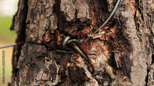 Cuadro en lienzo a tree suffocated and traped by a fence