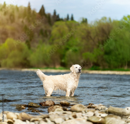 Golden retriever puppy relaxing on a rocky riverbank near water during golden hour. Peaceful outdoor dog portrait with natural light, soft bokeh, and scenic nature background.