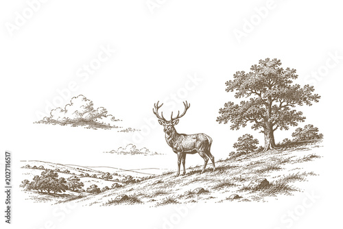 Bild auf Leinwand Majestic engraving style vector illustration of a horned deer stag standing prou