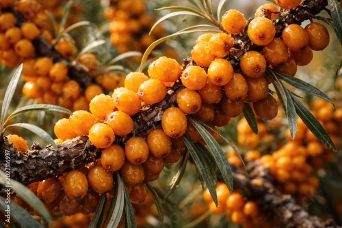 Mature seabuckthorn fruits tightly packed on rugged branches