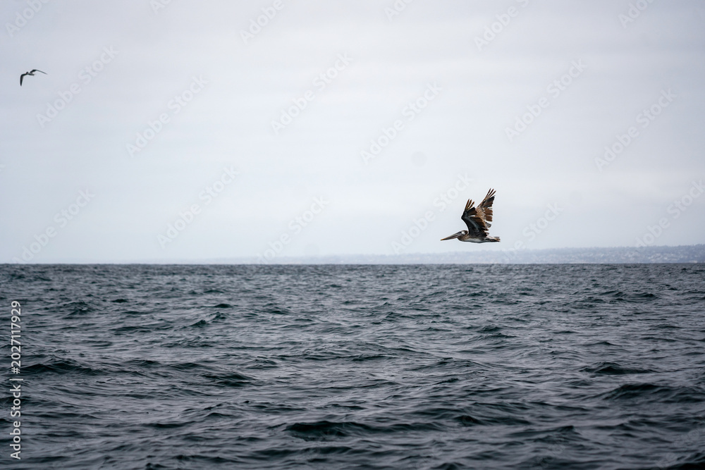 Fototapeta premium Dynamic wildlife image of a pelican soaring above rough ocean water near the California coastline under an overcast sky.