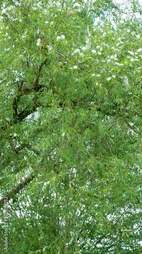 Fluffy willow seeds flying in the air in real time