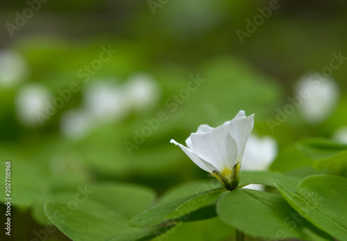 Wood Sorrel growing in the forest in spring time.