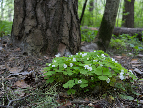 Wood Sorrel growing in the forest in spring time.