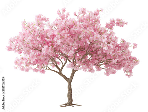 Cherry Blossom Tree in Full Bloom for Spring Decor and Design Projects