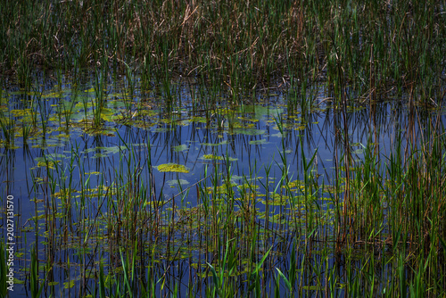 Natural textures, fresh grass, reeds and water lilies on an overgrown pond