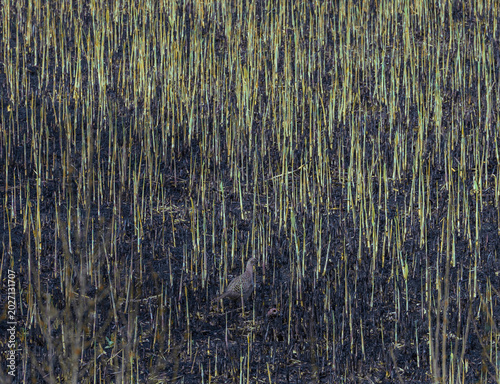 Wildlife bird watching, pheasants, partridges and ducks in the weeds of an overgrown pond