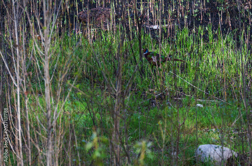 Wildlife bird watching, pheasants, partridges and ducks in the weeds of an overgrown pond