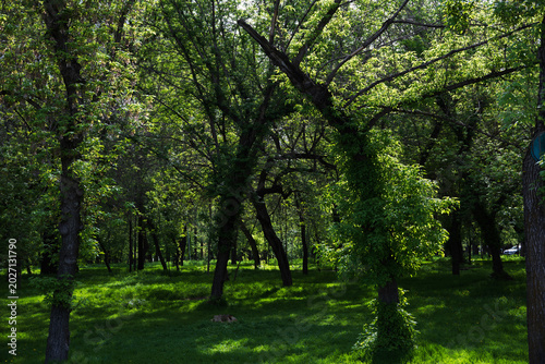 Spring park path for walks and family time, sunlight through green trees