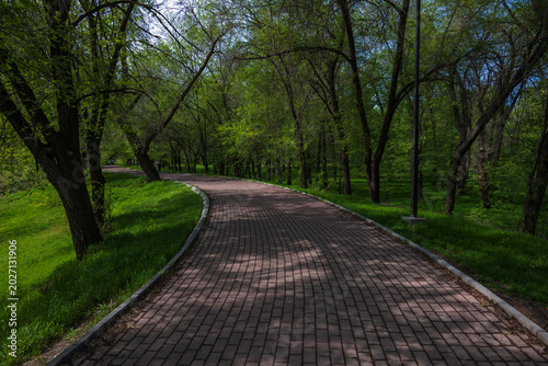 Spring park path for walks and family time, sunlight through green trees