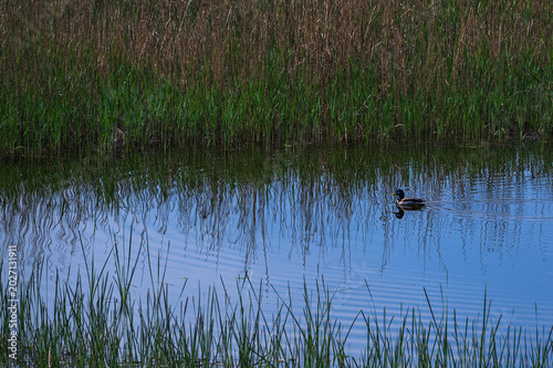 Wildlife bird watching, pheasants, partridges and ducks in the weeds of an overgrown pond