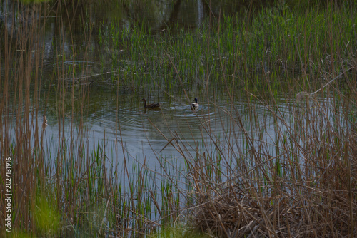 Wildlife bird watching, pheasants, partridges and ducks in the weeds of an overgrown pond