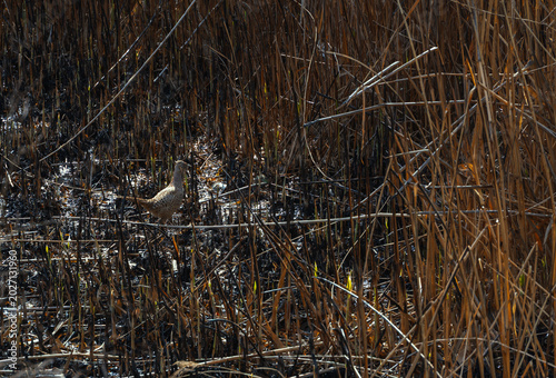 Wildlife bird watching, pheasants, partridges and ducks in the weeds of an overgrown pond