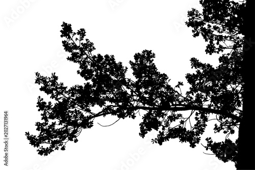Canvastavla A black and white photograph of an oak branch in a natural forest