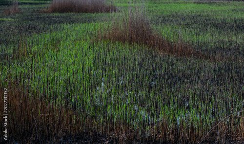  Natural textures, fresh grass, reeds and water lilies on an overgrown pond