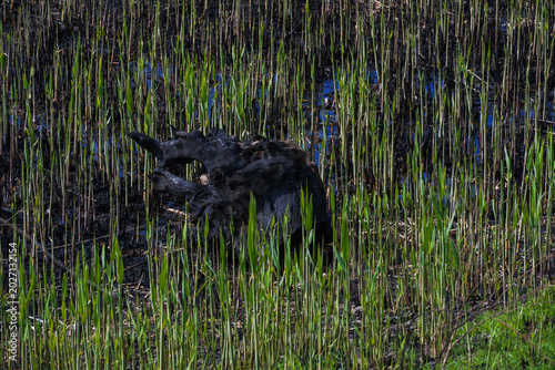  Natural textures, fresh grass, reeds and water lilies on an overgrown pond