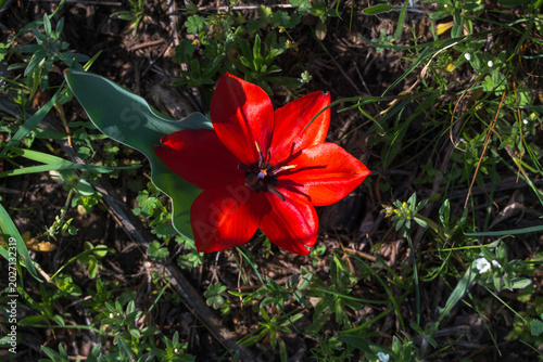 Tulips, endemic to Kyrgyzstan, blooming in the mountains in spring, are listed in the Red  Data Book of the Kyrgyz Republic.