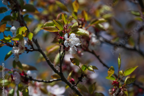 Spring blooming in the mountains of Kyrgyzstan