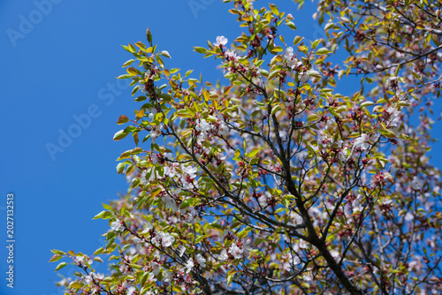 Spring blooming in the mountains of Kyrgyzstan