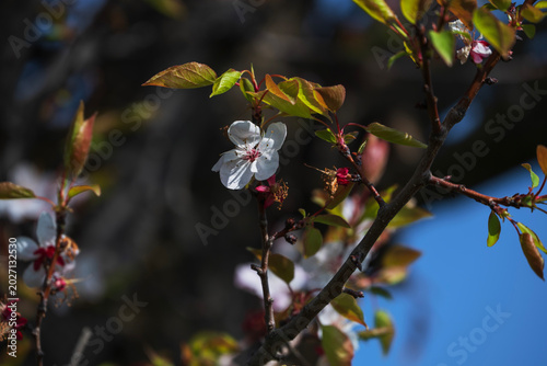 Spring blooming in the mountains of Kyrgyzstan