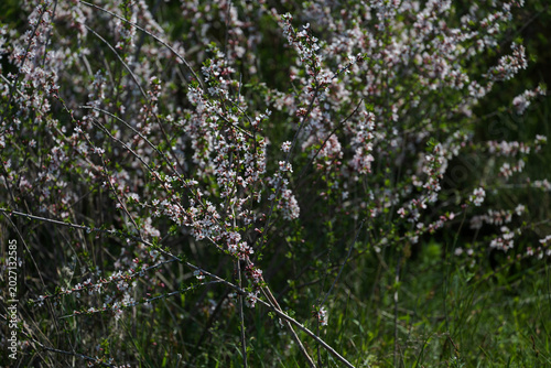 Spring blooming in the mountains of Kyrgyzstan
