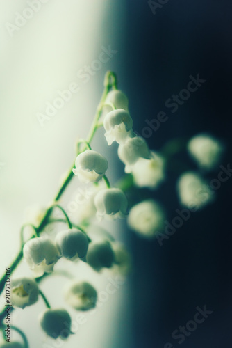 Moody macro shot of lily of the valley flowers. White Convallaria majalis bells with artistic lighting on a dark green blurred background.