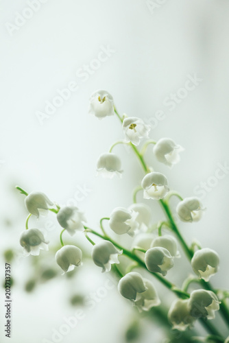 Macro shot of white lily of the valley flowers. Close-up of delicate white May lily blossoms with soft focus, spring botanical concept.