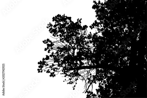 Photos A black and white photograph of an oak branch in a natural forest