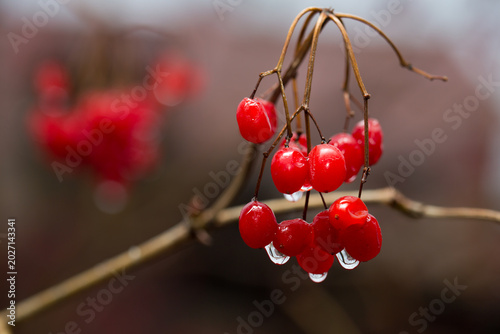 Quadro su tela Close-up of red viburnum guelder rose berries with water drops after rain