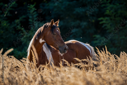 brown horse in the field