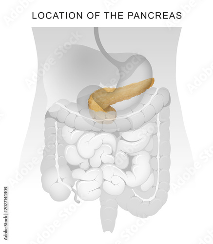 Location of the pancreas illustration